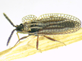 Kalama tricornis